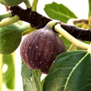 Napolitana Vijgenboom