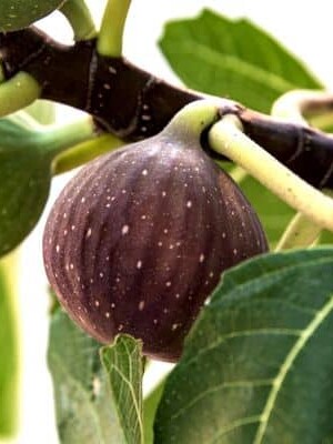 napolitana-fig-tree