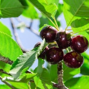 Kersenbomen
