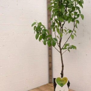 Doyenné du Comice Perenboom