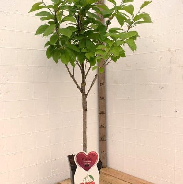 Hedelfinger kersenboom