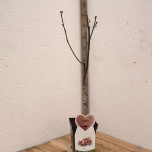 Walnotenboom