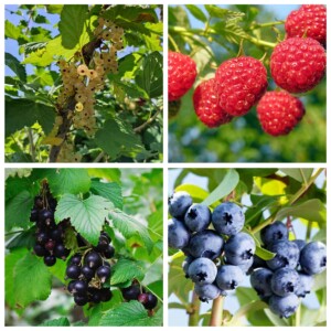 Haag fruit pakket