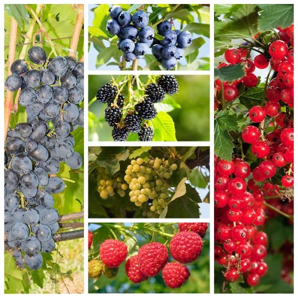 Xl fruit pakket