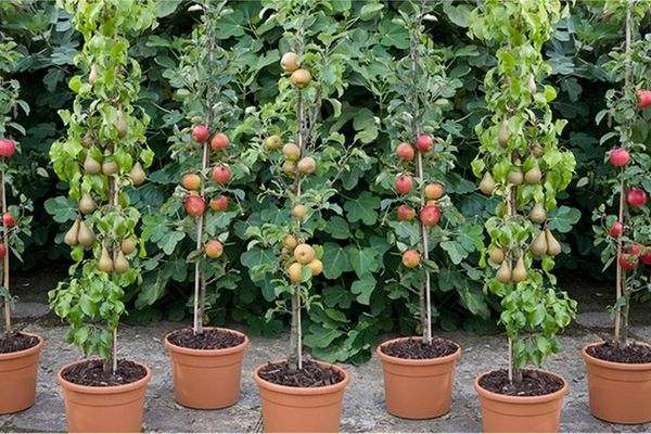 Eigen Fruit Boom logo