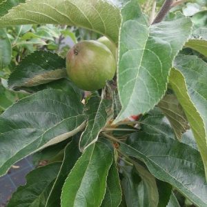 Biologische appelbomen
