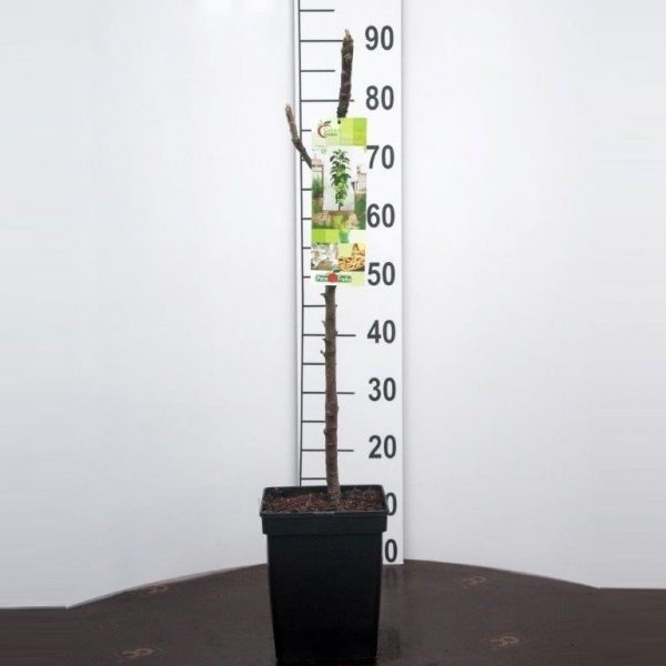 Green Sensation Appel Zuilboom
