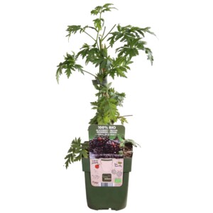 Thornless Evergreen Biologische Bramenstruik