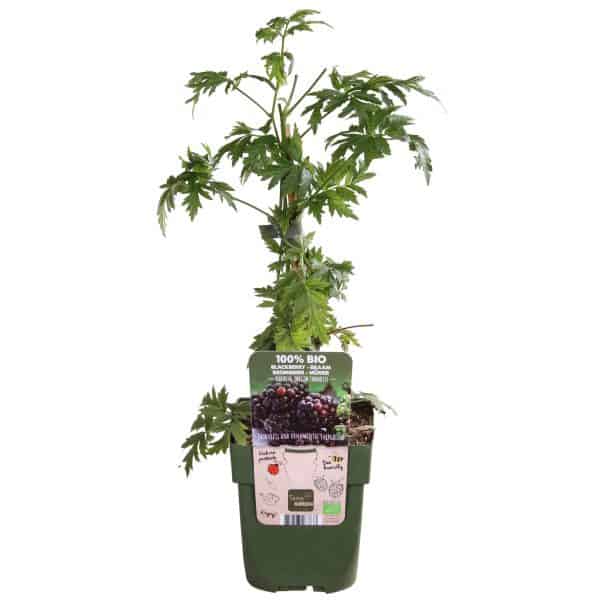 Thornless Evergreen Biologische Bramenstruik