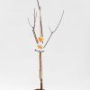 ST 7.5L Prunus a Bergeron, Abrikoos