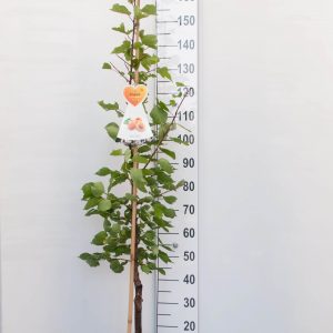 Halfstam fruitbomen in soorten