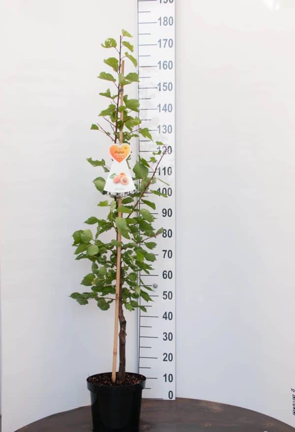 Bergeron Biologische Abrikozenboom