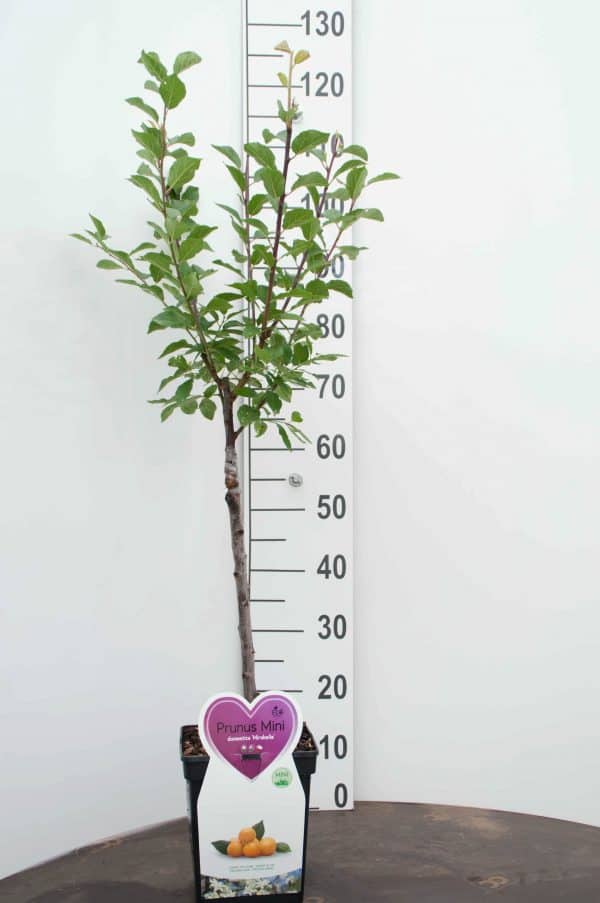 Mirabelle Pruim Mini Fruitboom