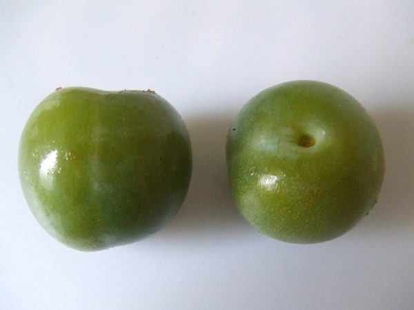 Reine Claude Verte Halfstam Pruimenboom