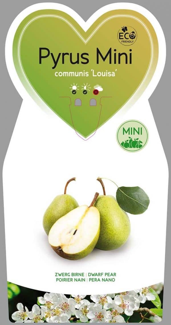 Louisa  Peer Mini Fruitboom