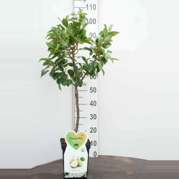 Lei Fruitboom Peer