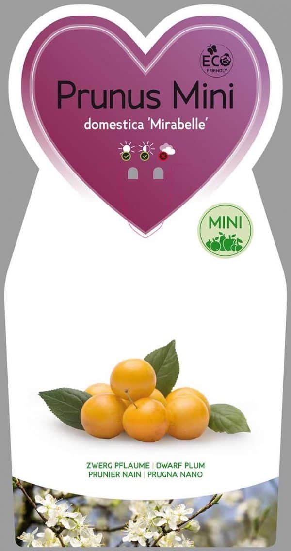 Mirabelle Pruim Mini Fruitboom