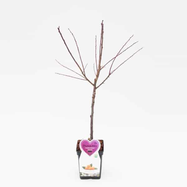 Mirabelle Pruim Mini Fruitboom
