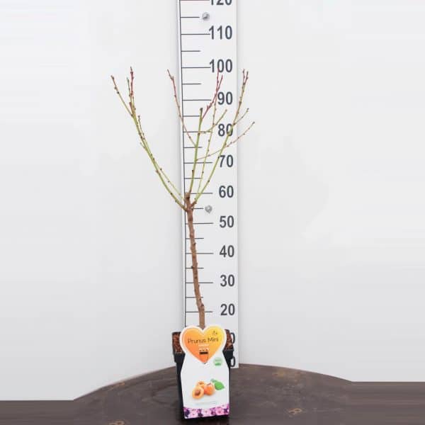 Armenica Abrikoos Mini Fruitboom