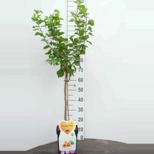 Armenica Abrikoos Mini Fruitboom