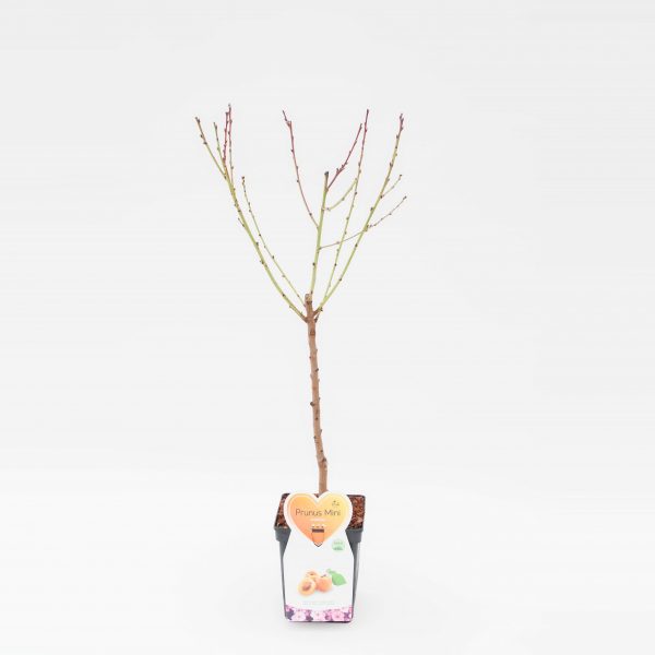 Armenica Abrikoos Mini Fruitboom