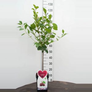 Morello kers Mini Fruitboom