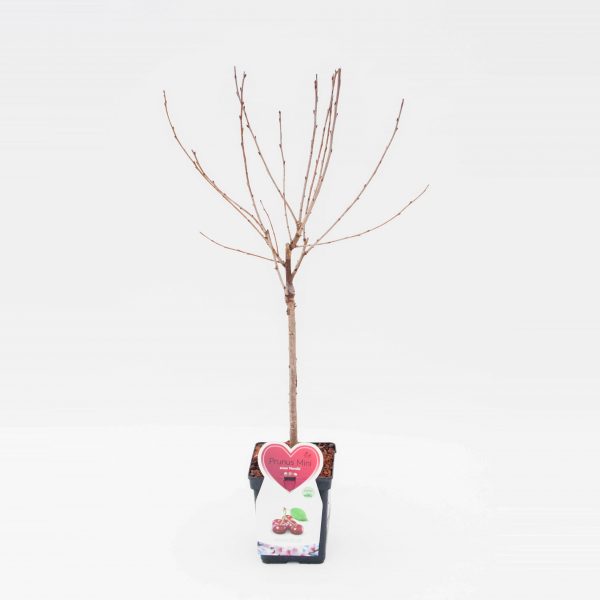 Morello kers Mini Fruitboom