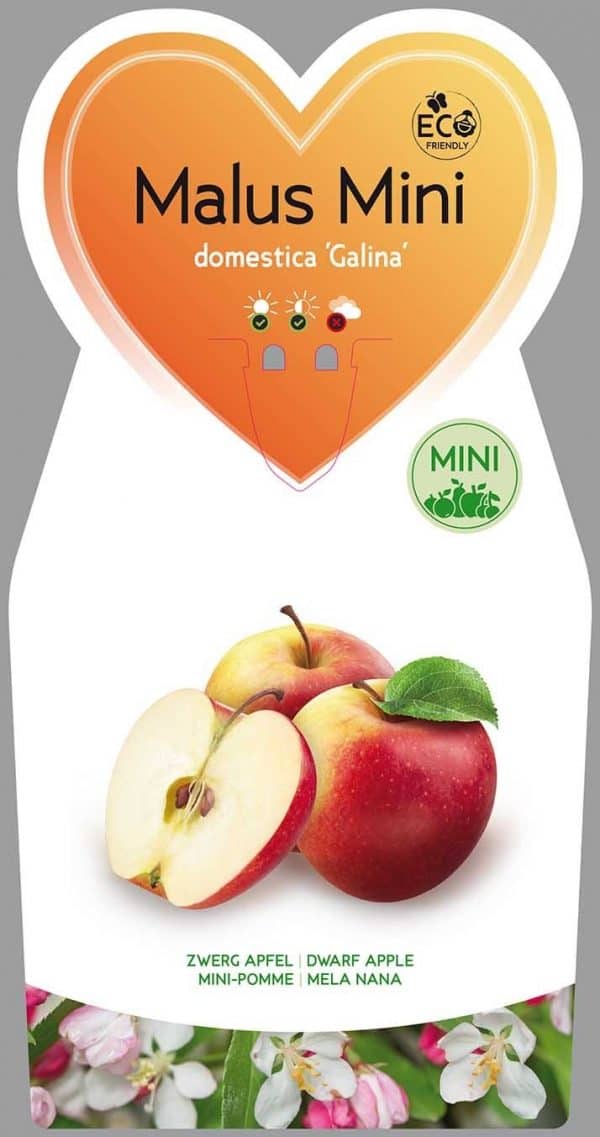 Galina appel Mini Fruitboom