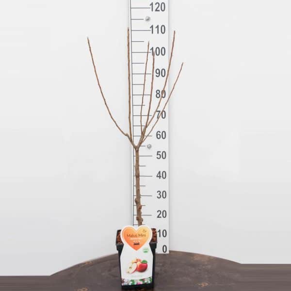 Galina appel Mini Fruitboom