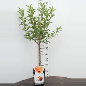 Galina appel Mini Fruitboom