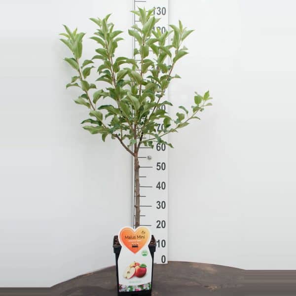 Galina appel Mini Fruitboom