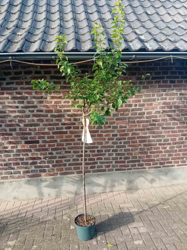 Bergeron Halfstam Abrikozenboom
